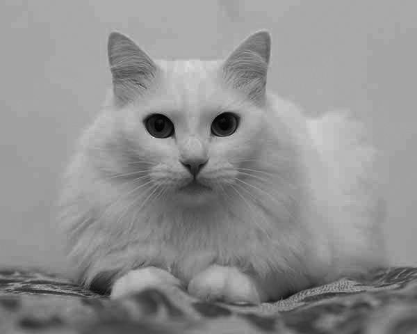 Fashion angora cat fur